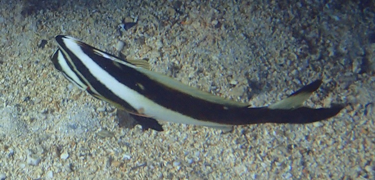 Blacktip morwong with black on upper tail lobe, Minerva